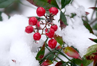 雪景色写真集