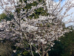 ソメイヨシノ２０２６