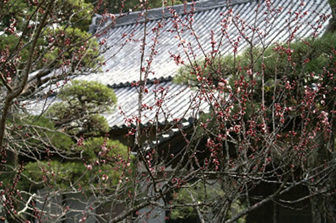 境内の植物